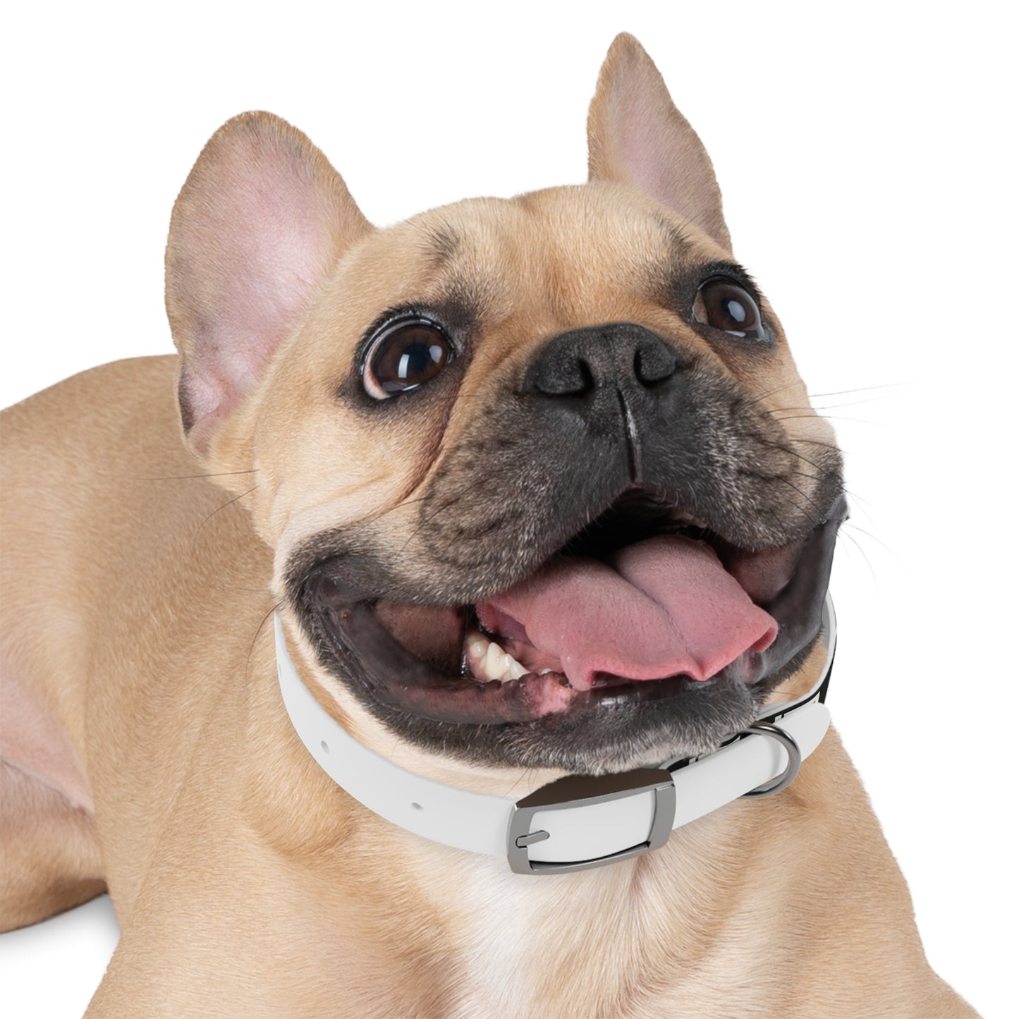 LABEL — Dog Collar