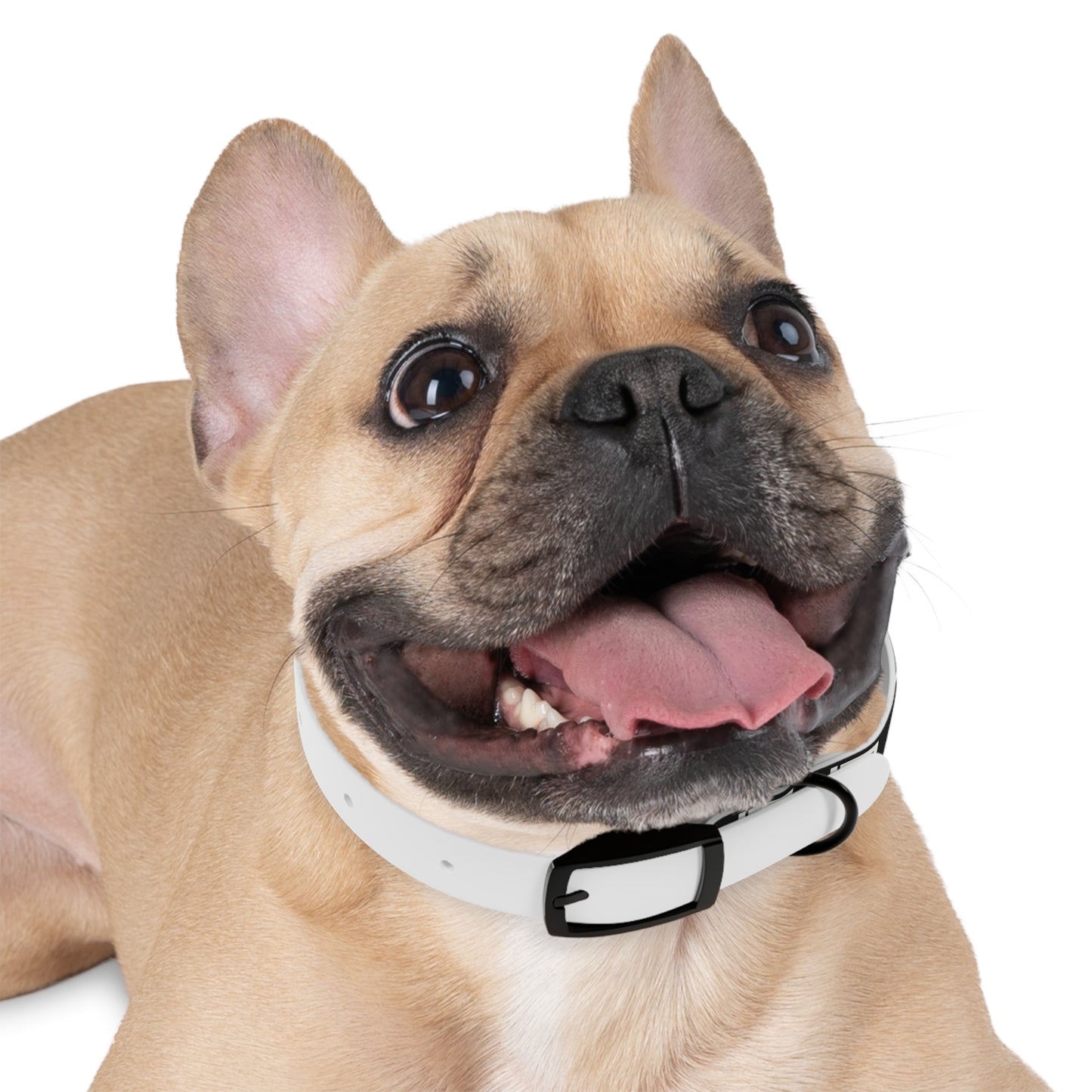 LABEL — Dog Collar